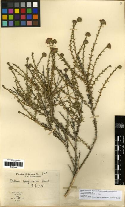 Junellia selaginoides var. selaginoides [Espécimen: ]
