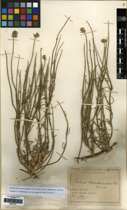 Junellia spathulata var. spathulata [Espécimen: ]