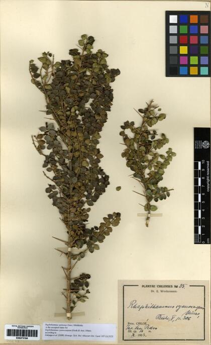 Rhaphithamnus spinosus [Espécimen: ]
