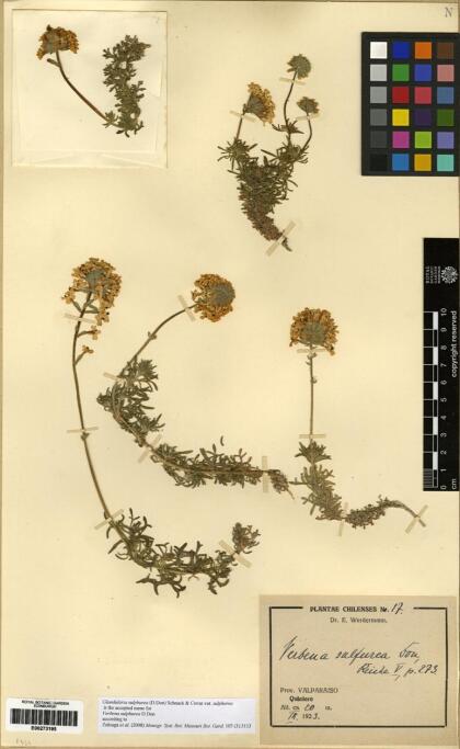 Glandularia sulphurea [Espécimen: ]