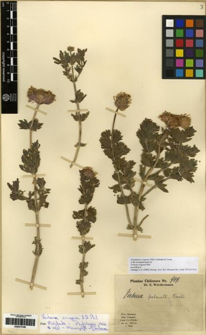 Junellia origenes [Espécimen: ]