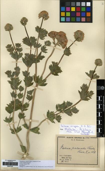 Junellia origenes [Espécimen: ]