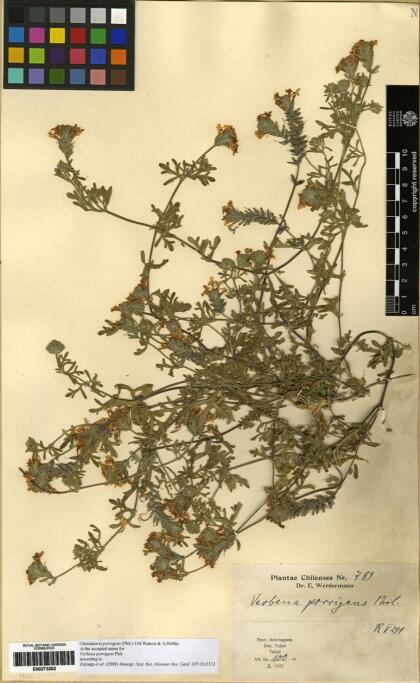 Glandularia atacamensis [Espécimen: ]