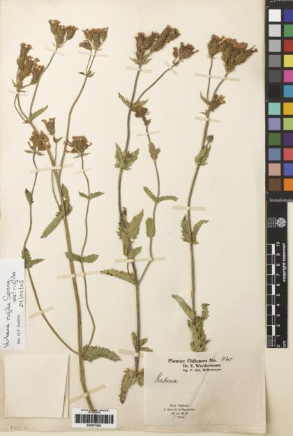 Verbena rigida [Espécimen: ]