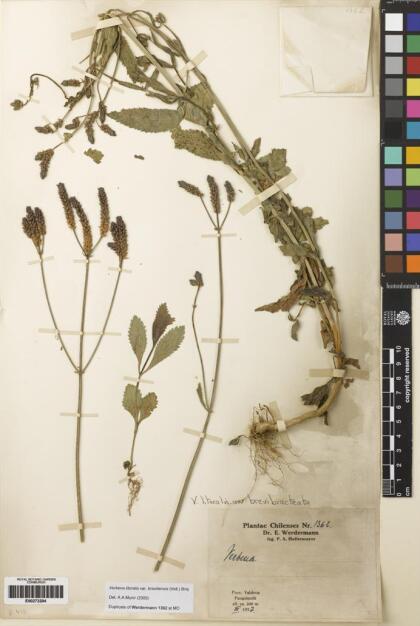 Verbena bonariensis [Espécimen: ]