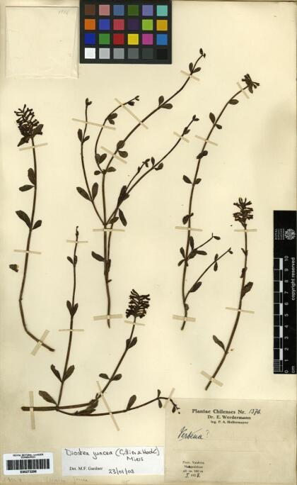 Diostea juncea [Espécimen: ]
