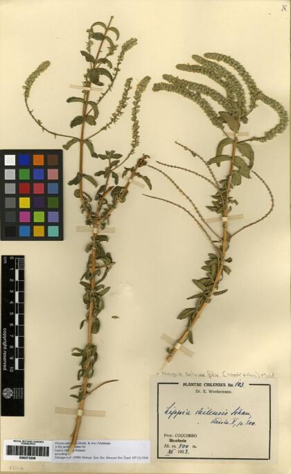 Aloysia salviifolia [Espécimen: ]