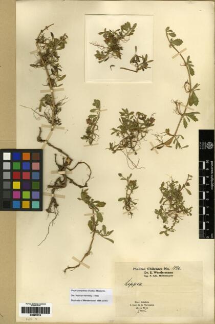 Phyla nodiflora [Espécimen: ]