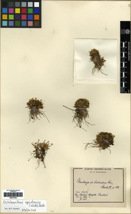 Colobanthus quitensis [Espécimen: ]