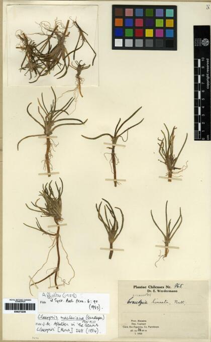 Lilaeopsis macloviana [Espécimen: ]