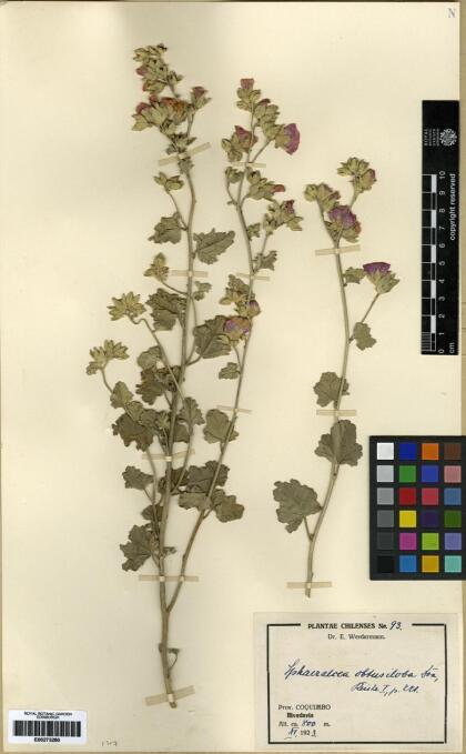 Sphaeralcea obtusiloba [Espécimen: ]