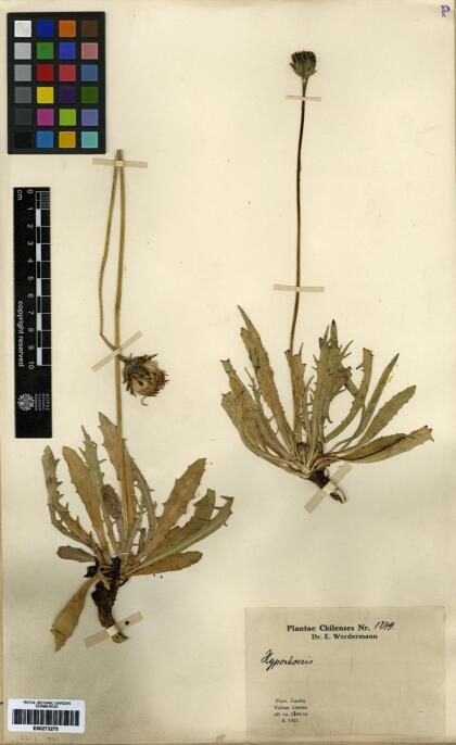 Hypochaeris gayana [Espécimen: ]
