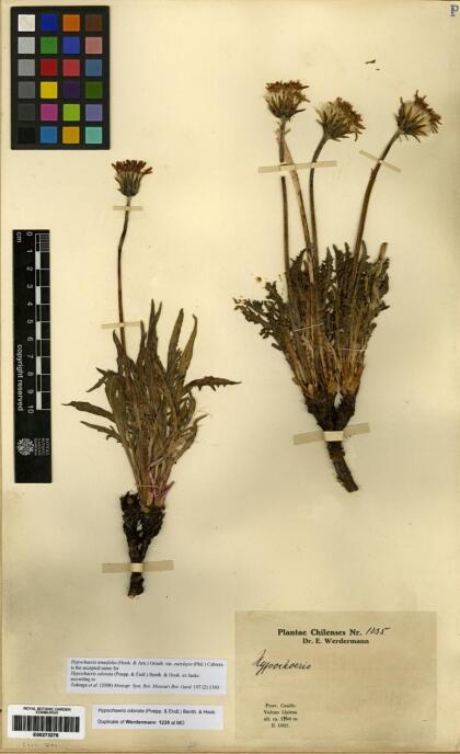 Hypochaeris tenuifolia [Espécimen: ]
