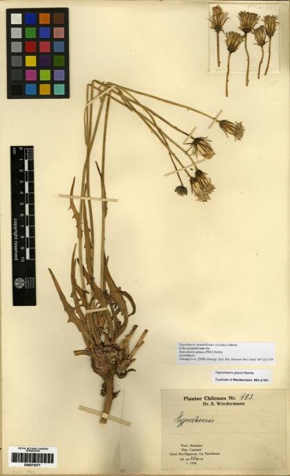 Hypochaeris chondrilloides [Espécimen: ]