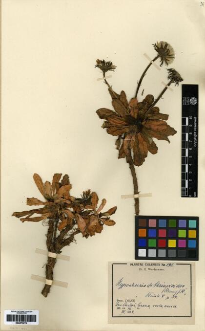 Hypochaeris spathulata [Espécimen: ]
