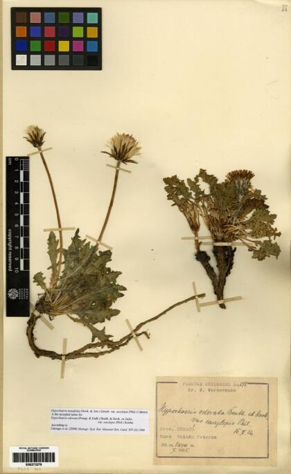 Hypochaeris tenuifolia [Espécimen: ]