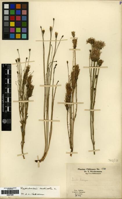 Hypochaeris radicata [Espécimen: ]