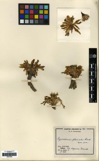 Hypochaeris meyeniana [Espécimen: ]