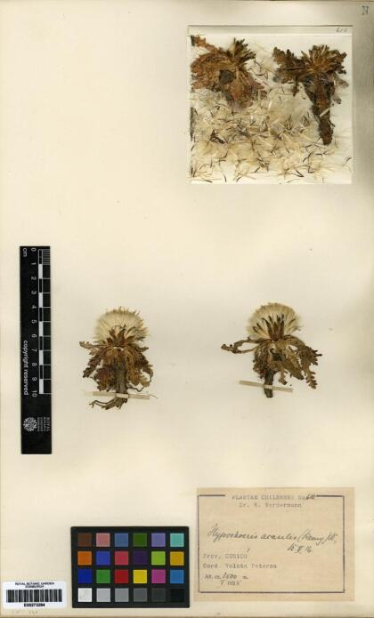 Hypochaeris acaulis [Espécimen: ]