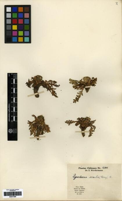Hypochaeris acaulis [Espécimen: ]