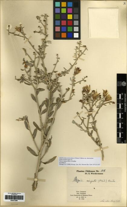 Aphyllocladus denticulatus var. calvus [Espécimen: ]