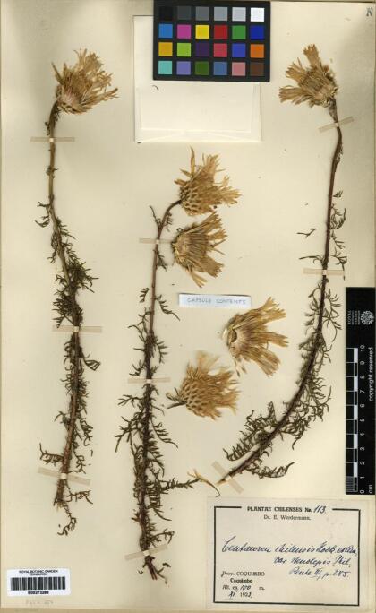 Plectocephalus chilensis [Espécimen: ]