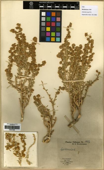 Artemisia copa [Espécimen: ]
