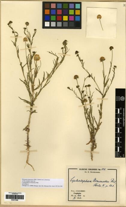 Helenium urmenetae var. urmenetae [Espécimen: ]