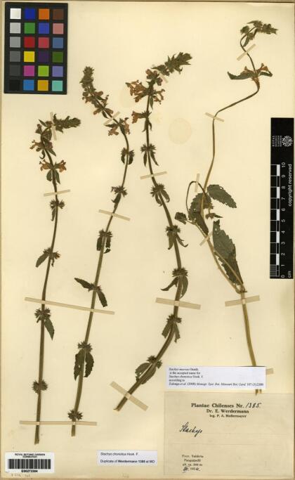 Stachys macraei [Espécimen: ]