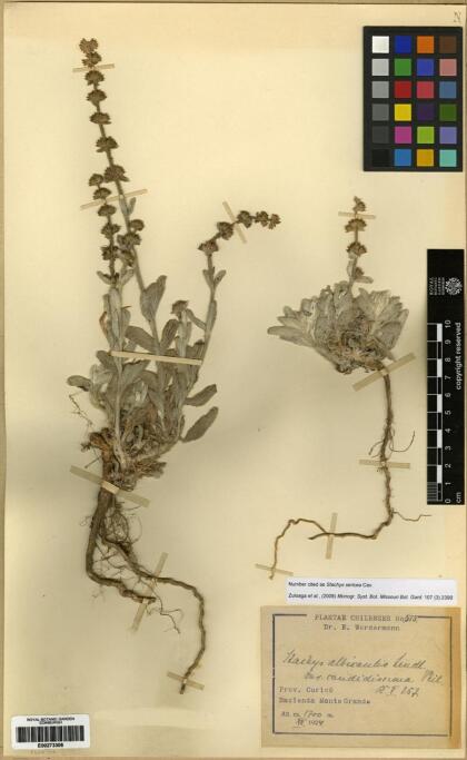 Stachys sericea [Espécimen: ]