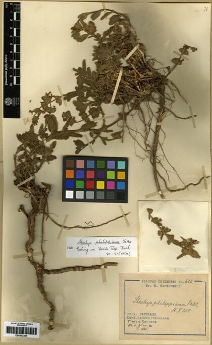 Stachys philippiana [Espécimen: ]