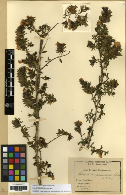 Lepechinia chilensis [Espécimen: ]