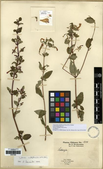 Gardoquia multiflora [Espécimen: ]