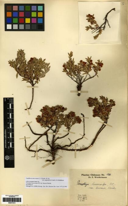 Gaultheria marticorenae [Espécimen: ]
