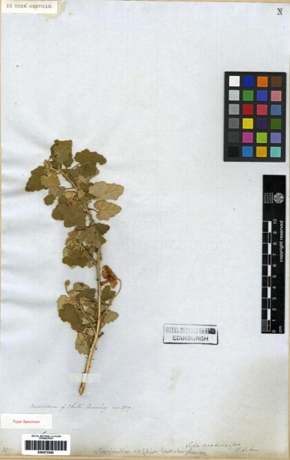 Corynabutilon ceratocarpum [Espécimen: ]
