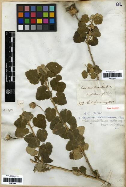 Corynabutilon ceratocarpum [Espécimen: ]