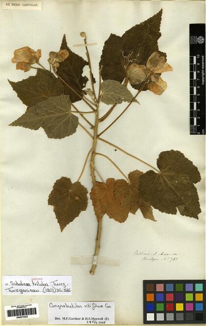 Corynabutilon vitifolium [Espécimen: ]