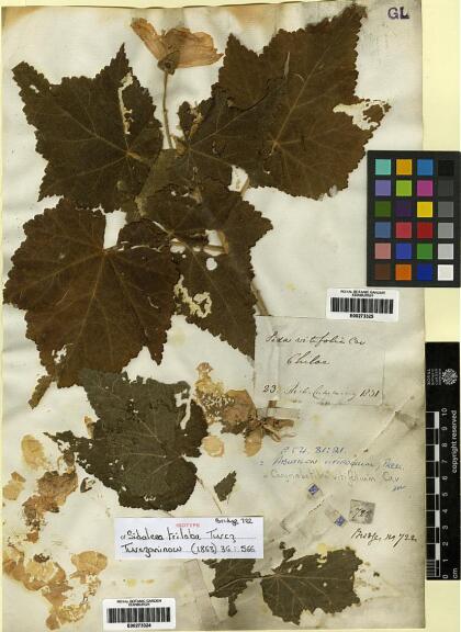 Corynabutilon vitifolium [Espécimen: ]