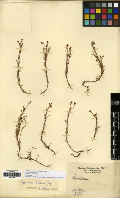 Hypericum caespitosum [Espécimen: ]
