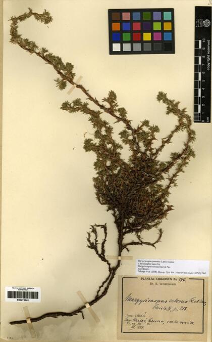 Margyricarpus pinnatus [Espécimen: ]