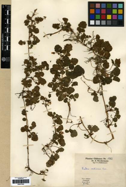 Rubus radicans [Espécimen: ]
