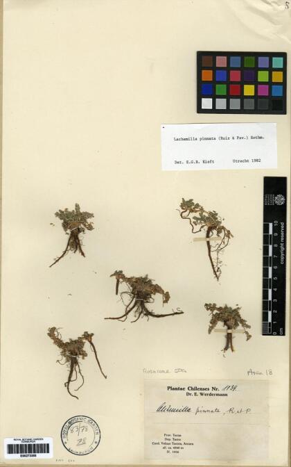 Lachemilla pinnata [Espécimen: ]
