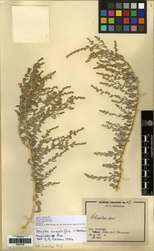 Atriplex repanda [Espécimen: ]