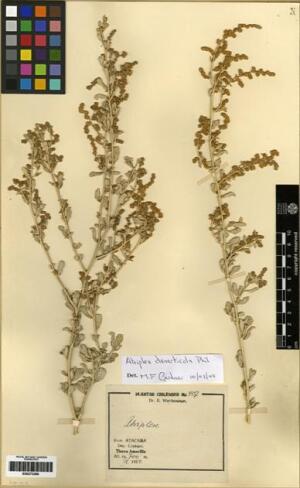 Atriplex retusa [Espécimen: ]
