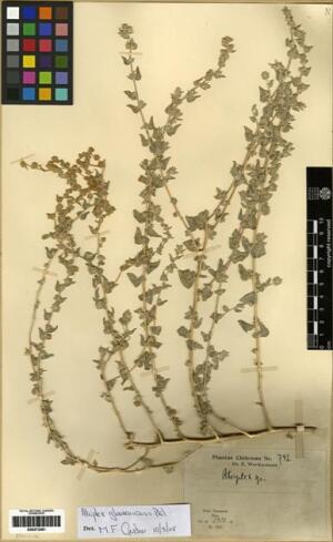 Atriplex glaucescens [Espécimen: ]