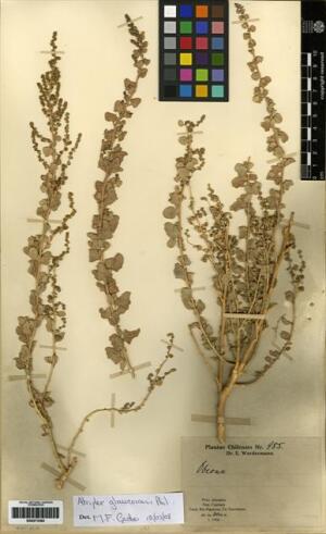 Atriplex glaucescens [Espécimen: ]