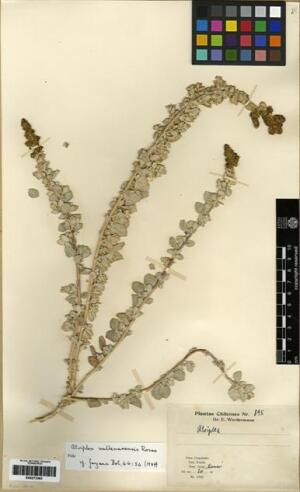 Atriplex vallenarensis [Espécimen: ]