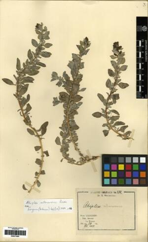 Atriplex vallenarensis [Espécimen: ]