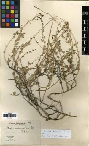 Atriplex taltalensis [Espécimen: ]