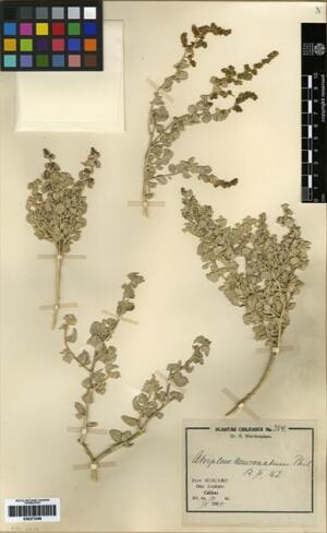 Atriplex hystrix [Espécimen: ]